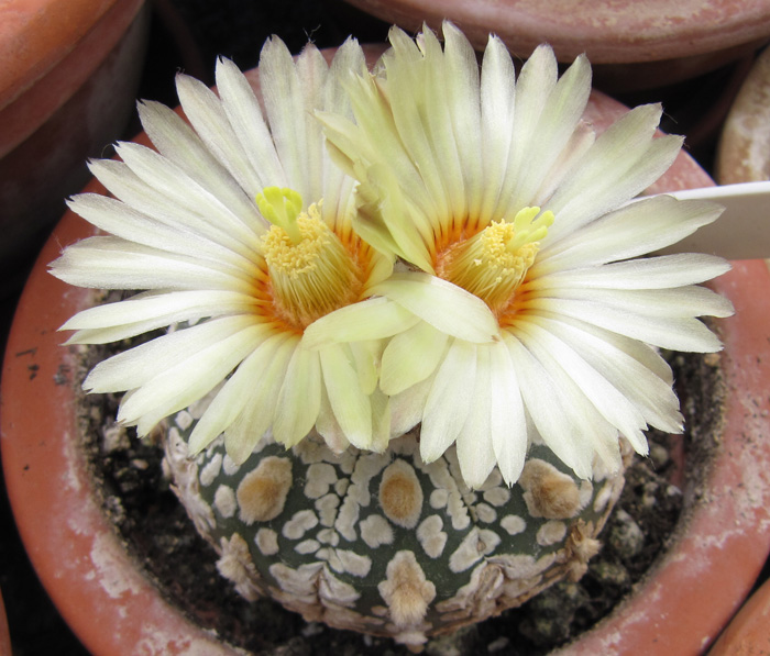 Astrophytum asterias cultivar Super Kabuto